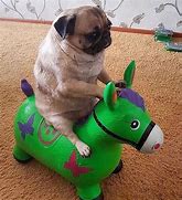 Image result for Funny Pug PFP