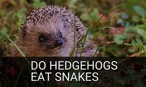 Image result for Do Hedgehogs Eat Snakes