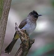 Image result for bulbul