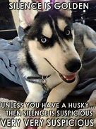 Image result for Husky Brief Meme