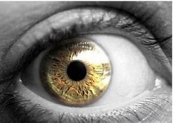 Image result for Rare Eye Color Yellow