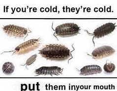 Image result for Isopod Memes Shopping