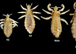 Image result for Lice Bug