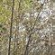 Image result for Phyllostachys nigra (A) 150/200, p30, 3-5T