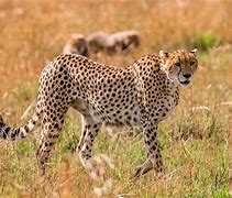 Image result for Cheetah Print Pictures