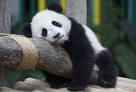Image result for Ciute Panda