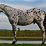 Image result for Appaloosa Horse Pictures Free