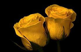 Image result for Yellow Rose Wallpaper