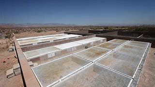Image result for Desert Tortoise Plant World Las Vegas