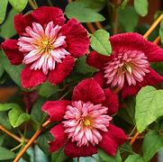 Image result for Clematis Zone 3