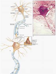 Image result for Actual Neuron