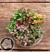 Image result for fittonia