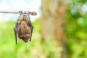 Image result for Bat Hanging in Tree