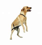 Image result for No Jump Dog Harness