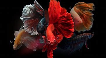 Image result for Betta Fish Species