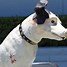 Image result for RCA Dog Statue