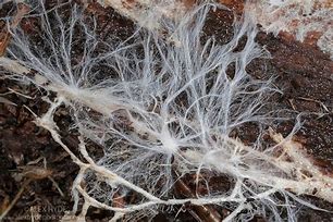 Mycelium 的图像结果