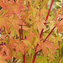 Afbeeldingsresultaten voor Acer palmatum Sangokaku