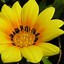 Image result for Yellow Flower iPhone Wallpaper
