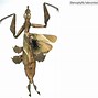 Image result for Dried Insects
