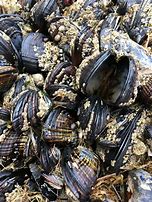 Image result for California Mussel Trochophore
