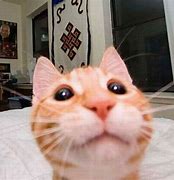 Image result for Funny Cat Face Edits