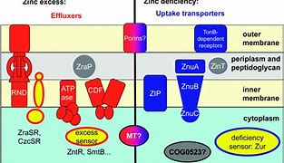 Image result for Main Sources of Zinc
