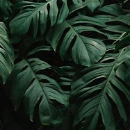 Image result for Dark Green Leaf Wallpaper