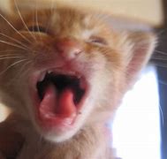 Image result for Crying and Blushing Cat