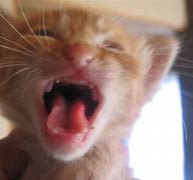 Image result for Baby Cats Crying