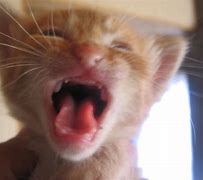 Image result for White Cat Meme Cry