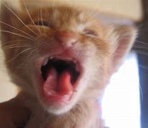 Image result for Crying Cat in Toilet Meme