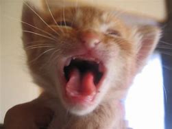 Image result for Meme with Cat and Woman Screaming