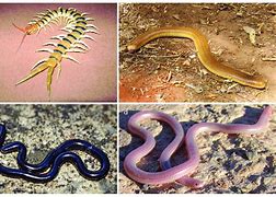 Image result for especificidae