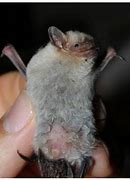 Image result for 6 Foot Bat