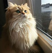 Image result for Fluffiest Cat Ever