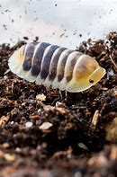 Image result for Giant Isopod as a Pet