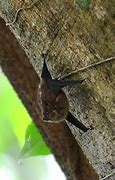Image result for Bat Climbing