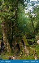 Image result for 1000 Year Old Forest