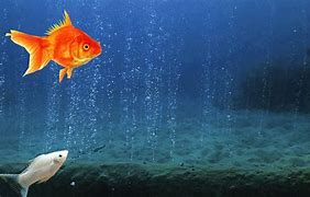 Image result for FF11 Fishing Locations