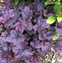 Image result for Heuchera micrantha Palace Purple