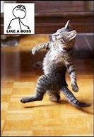 Image result for Walking Cat Funny Office Meme