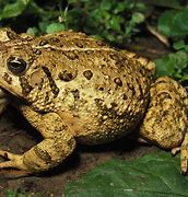 Image result for Images of Toads