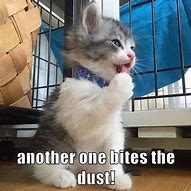 Image result for Another One Bites the Dust Cat Meme