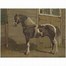 Image result for Arabian Horse Prints