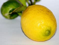Image result for Difference Between Lemon and Lime