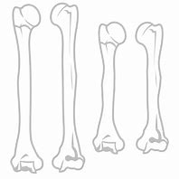 Image result for Humerus Drawing