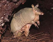 Image result for Greater Fairy Armadillo