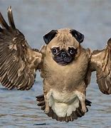 Image result for Funny Photoshop Animals with Humans