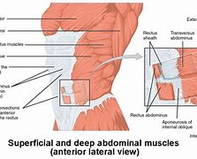 Image result for Abdominal Muscle Layers